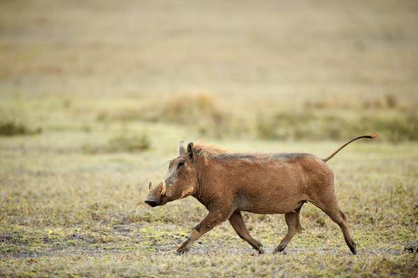 Warzenschwein läuft durch offene Savanne in Tansania, Seitenansicht.