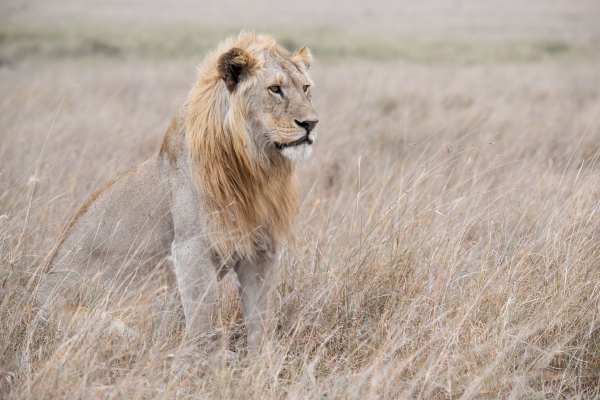 Männlicher Löwe sitzt aufmerksam in trockenem Gras der Savanne.