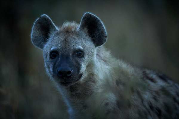 Porträt einer Tüpfelhyäne in einer dunklen Umgebung.