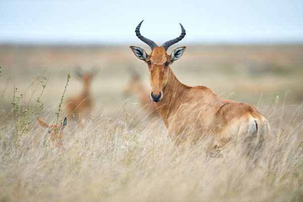 Kuhantilope im hohen Gras der Serengeti mit gebogenen Hörnern.