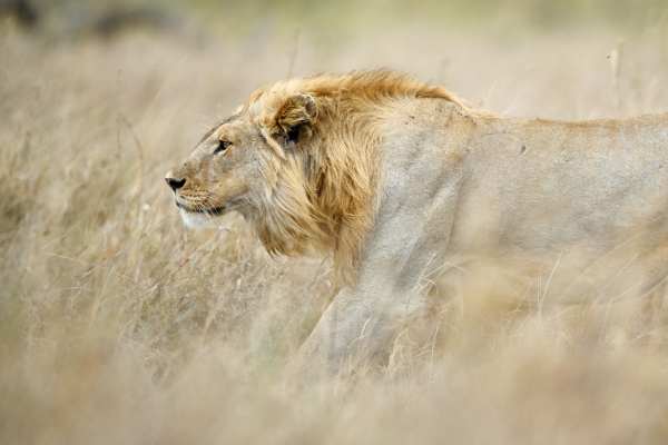 Ein männlicher Löwe schleicht geduckt durch die Savanne.