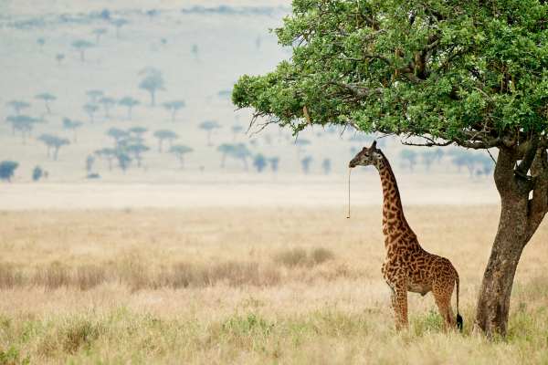 Massai-Giraffe steht unter einem Baum in der tansanischen Savanne.