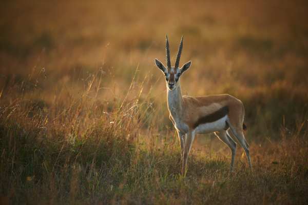 Eine Thomson-Gazelle steht im goldenen Licht einer Savanne.