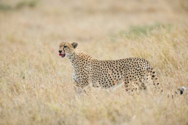 Gepard mit blutverschmierter Schnauze in der Savanne Tansanias.