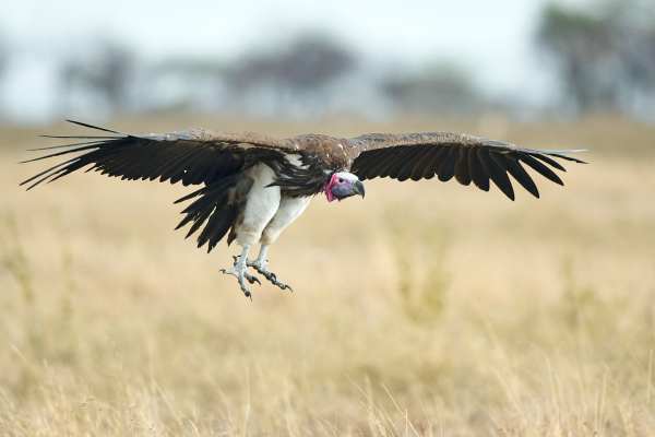 Ein Ohrengeier fliegt über eine grasige Savannenlandschaft.