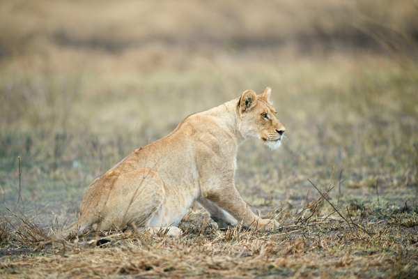 Junger Löwe sitzt auf einer trockenen Grasfläche in Tansania.