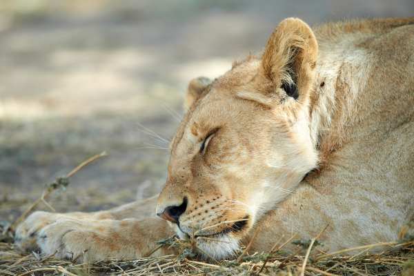 Ein schlafendes Löwenweibchen liegt auf der Savanne in Tansania.