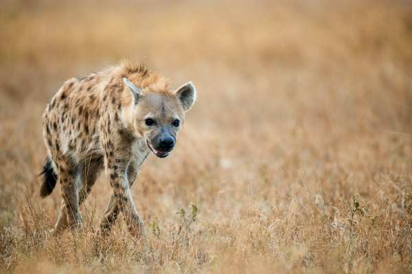 Eine Tüpfelhyäne wandert durch die Savanne in Tansania.