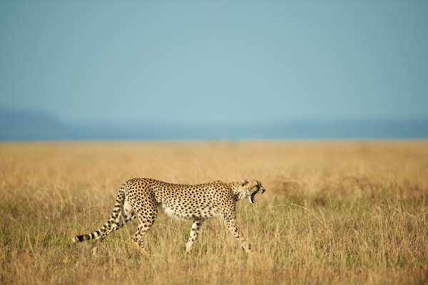 Ein Gepard läuft durch die Savanne der Serengeti in Tansania.