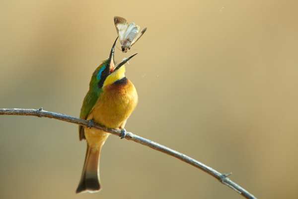 Zwergspint sitzt auf einem Ast mit einem Nachtfalter im Schnabel.