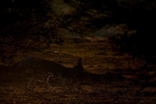 Ein Gepard im Zwielicht der afrikanischen Savanne, umgeben von Büschen.