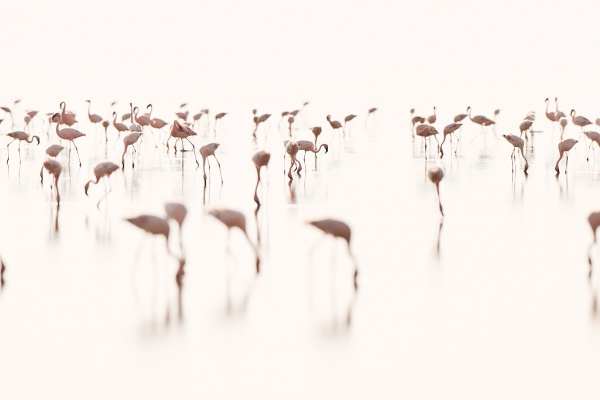 Schemenhaft angedeutete Zwergflamingos stehen im flachen Wasser eines Sees.