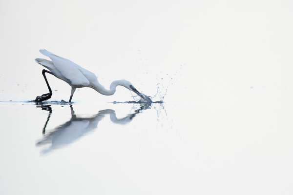 Ein Silberreiher fischt im flachen Wasser des Natronsees.