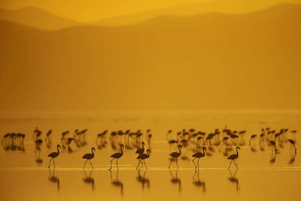 Zwergflamingos schreiten durch den Natronsee im goldenen Morgenlicht.