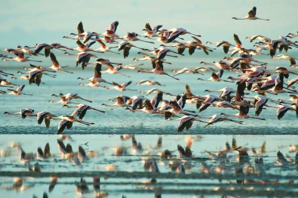 Ein Schwarm Zwergflamingos fliegt über einen See in Tansania.