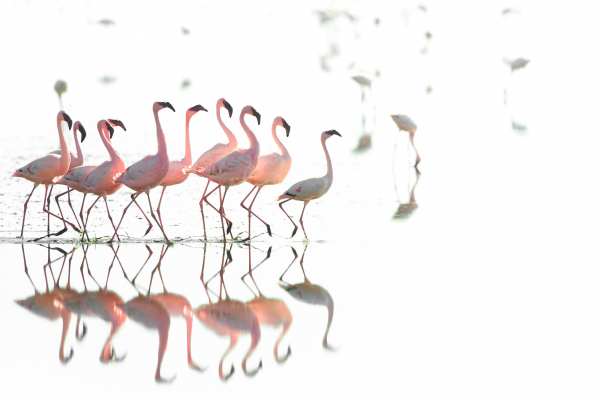 Gruppe von Zwergflamingos tanzt auf einem seichten See.