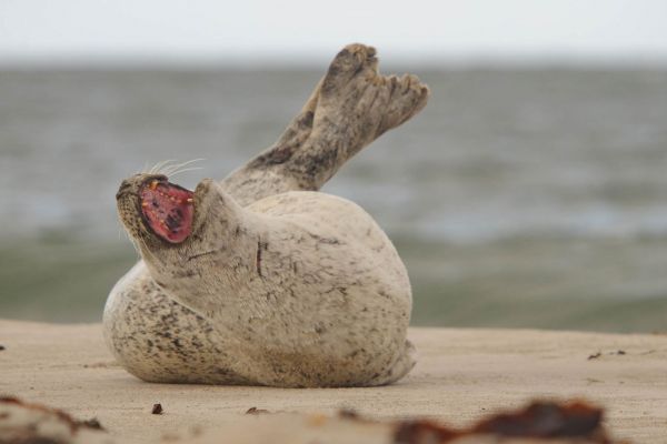 Kegelrobbe liegt entspannt am Strand mit geöffnetem Maul.