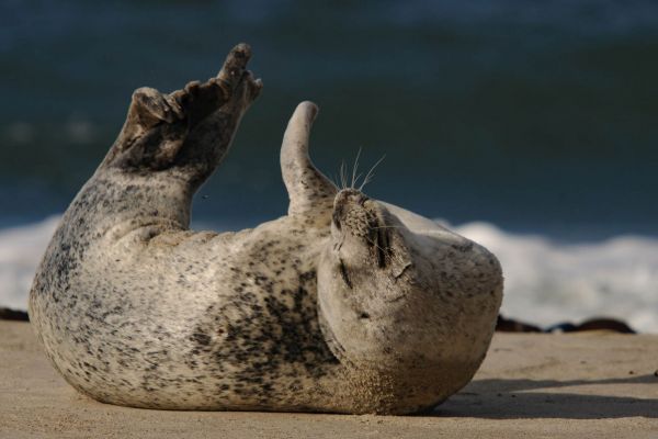 Kegelrobbe liegt entspannt auf einem sandigen Strand.