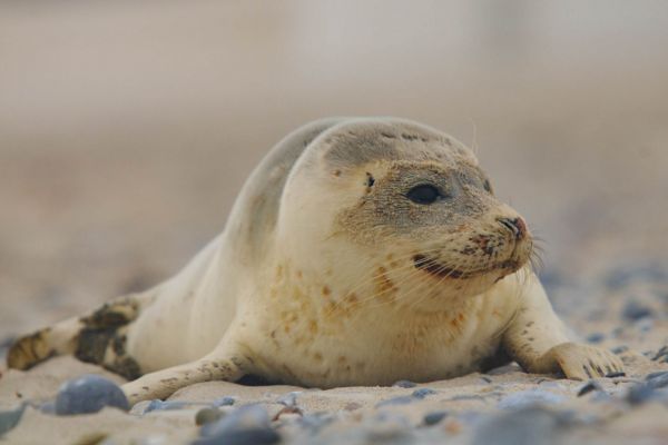Seehund liegt auf sandiger Küste, seitliches Profil