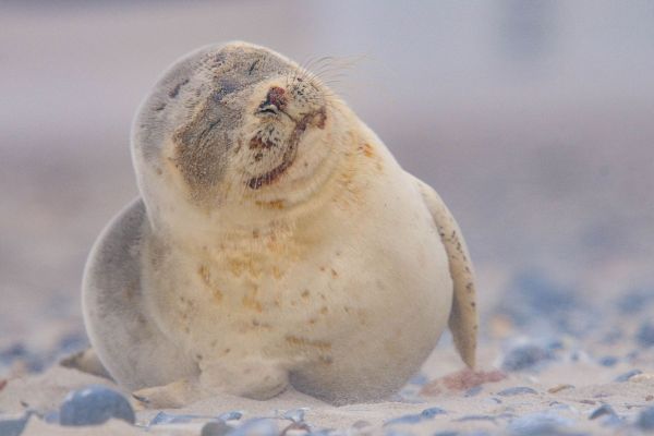 Seehund ruht sich auf einem sandigen Strand mit Kieseln aus.