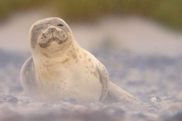Seehund auf steiniger Küste in ruhender Position