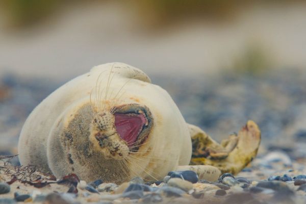 Ein Seehund liegt entspannt auf einem steinigen Strand.