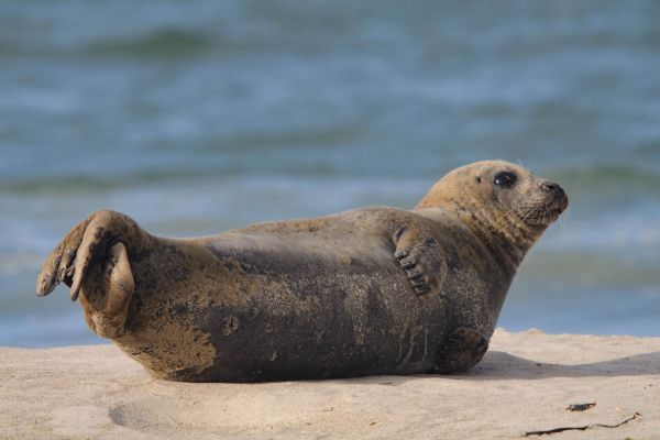 Ein Seehund ruht auf einem sandigen Strand vor einem blauen Meereshintergrund.
