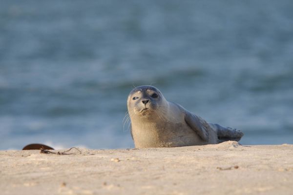 Ein Seehund liegt auf einem sandigen Strand vor dem Meer.