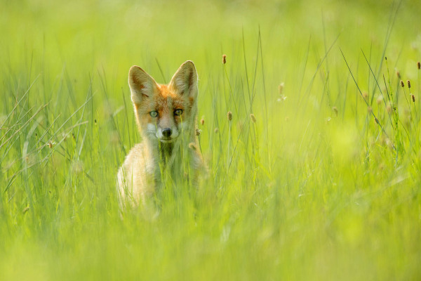 Rotfuchs schaut aus dem hohen Gras einer Wiese hervor.