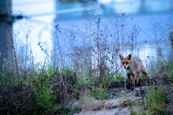 Rotfuchs in urbanem Bereich, umgeben von Pflanzen und Büschen.