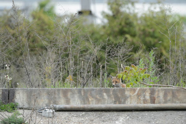Ein Rotfuchs schaut hinter einer niedrigen Barriere in einem urbanen Gebiet hervor.