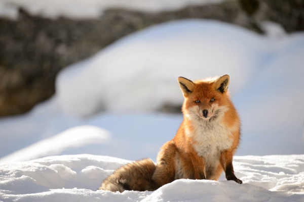 Rotfuchs sitzt im Schnee mit winterlichem Hintergrund, aufmerksam blickend.