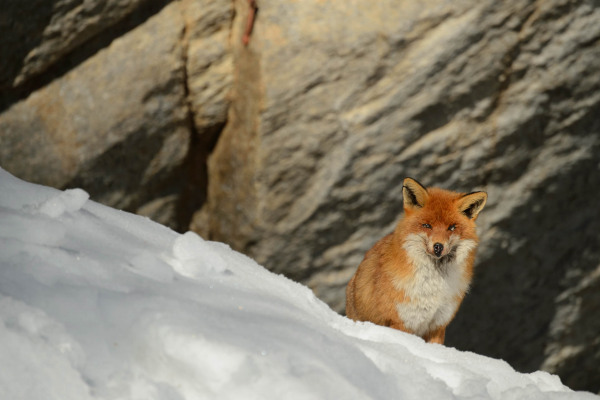 Rotfuchs im Schnee vor Felswand, aufmerksam blickend.