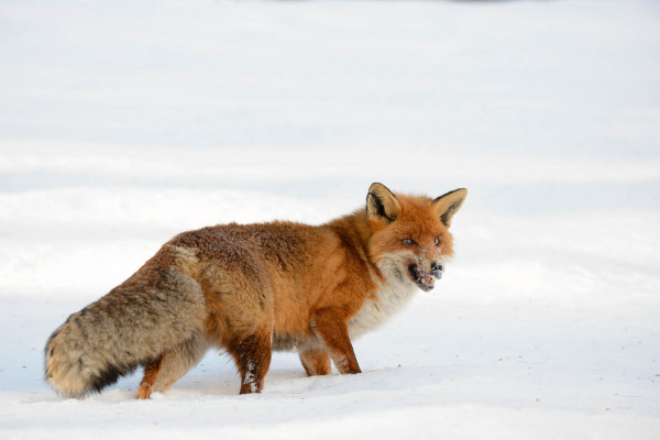 Ein Rotfuchs im Schnee, blickt nach rechts in einer winterlichen Landschaft.