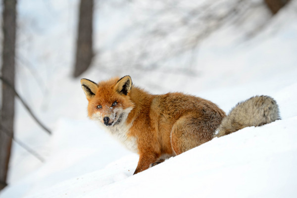 Rotfuchs im Schnee sitzend, blickt aufmerksam.