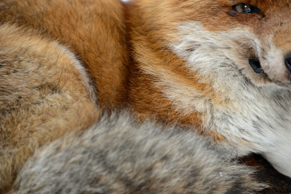 Nahaufnahme des flauschigen Winterfells eines Rotfuchses, Vulpes vulpes.