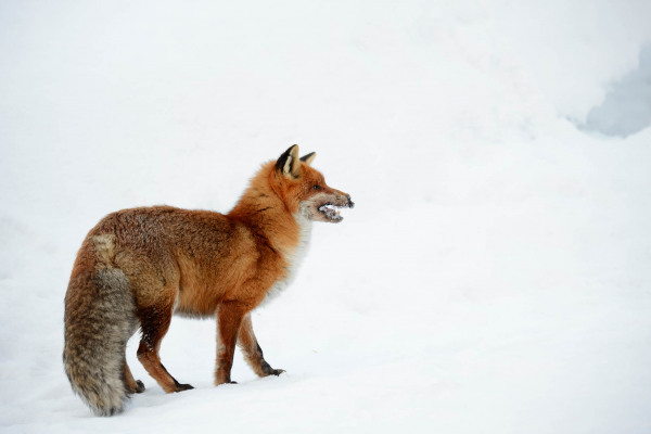 Rotfuchs im Schneelandschaft, dichtes orangerotes Fell sichtbar.