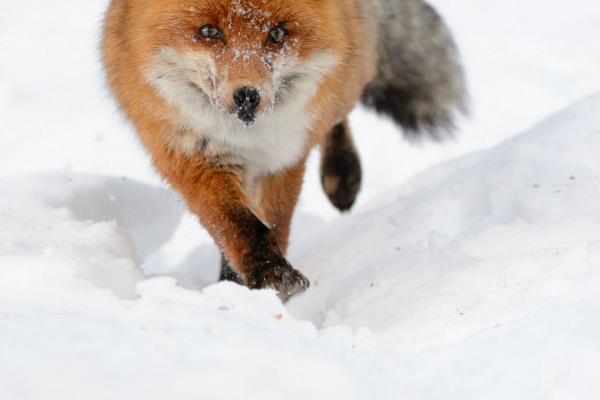 Rotfuchs läuft durch den Schnee in einer winterlichen Umgebung.