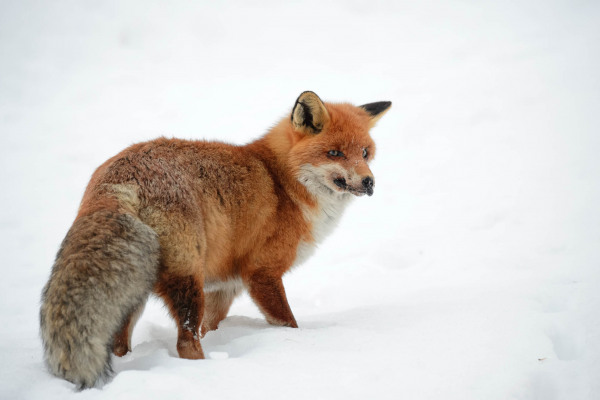 Rotfuchs im Schnee, nach links schauend.