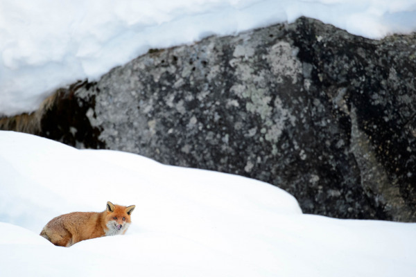 Rotfuchs liegt auf Schnee vor einem Fels in einer winterlichen Szenerie.