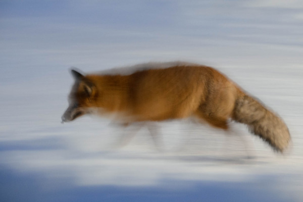 Rotfuchs (Vulpes vulpes)