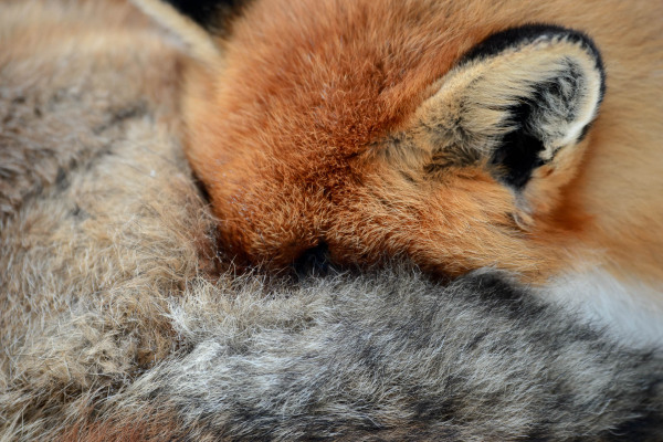 Ein Rotfuchs schläft eingerollt in seinem dichten Fell.