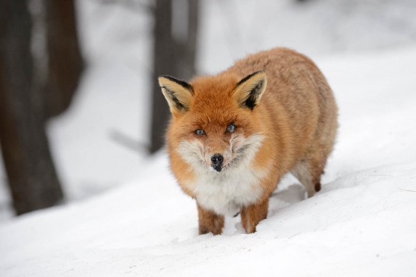 Ein Rotfuchs im Schnee, das Tier schaut direkt in die Kamera.