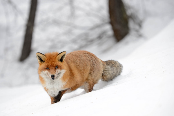 Rotfuchs bewegt sich durch verschneite Landschaft.