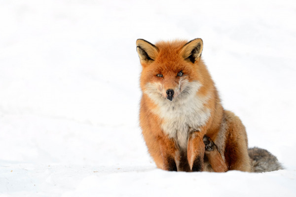 Rotfuchs im Schnee, sitzend mit aufmerksamem Blick.