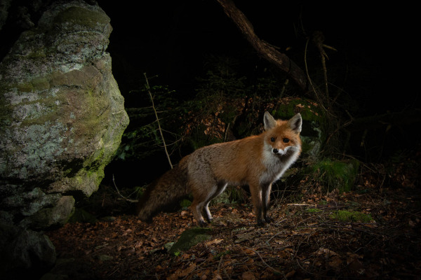 Rotfuchs (Vulpes vulpes)