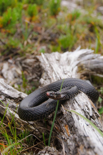 Höllenotter (Vipera berus)