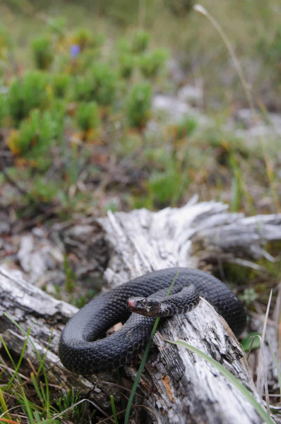 Höllenotter (Vipera berus)