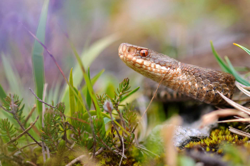 Kreuzotter (Vipera berus)