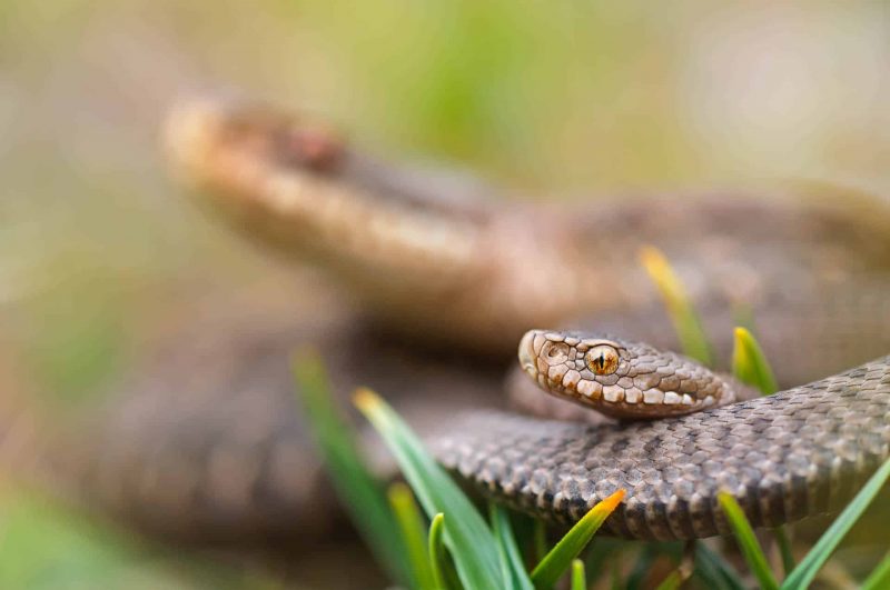 Kreuzotter (Vipera berus)
